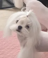 Gorgeous Boy, a male Maltese for sale in Covington, KY – Photo 3 of 3