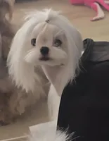 Gorgeous Boy, a male Maltese for sale in Covington, KY – Photo 2 of 3