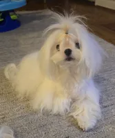 Gorgeous Boy, a male Maltese for sale in Covington, KY – Photo 1 of 3