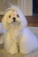 Gorgeous Boy, a male Maltese for sale in Covington, KY – Photo 2 of 3