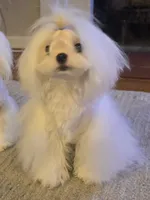 Gorgeous Boy, a male Maltese for sale in Covington, KY – Photo 3 of 3