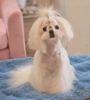 Gorgeous Boy, a male Maltese for sale in Covington, KY – 3 of 3