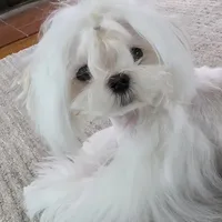 Stunning Boy, a male Maltese for sale in Covington, KY – Photo 3 of 4