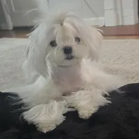 Stunning Boy, a male Maltese for sale in Covington, KY – Photo 1 of 4