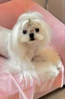 Stunning Boy!!, a male Maltese for sale in Covington, KY – 4 of 4