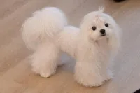 Gorgeous Girl, a female Maltese for sale in Covington, KY – Photo 2 of 2