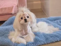 Gorgeous Boy, a male Maltese for sale in Covington, KY – 2 of 3