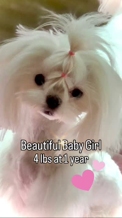 Gorgeous Girl, a female Maltese for sale in Covington, KY – 3 of 3
