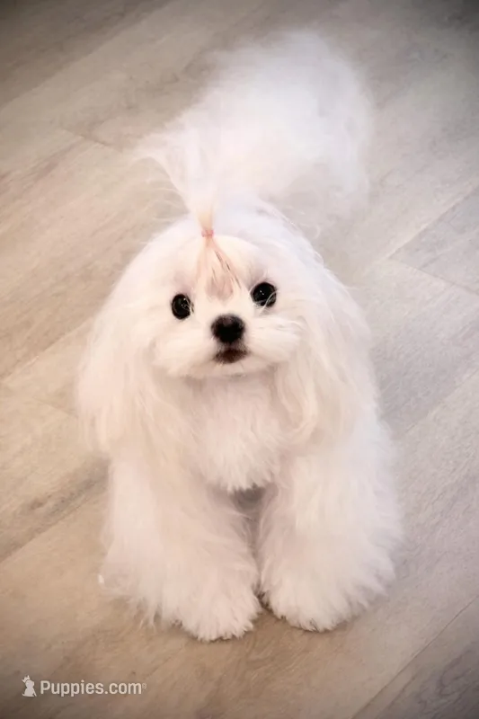 Gorgeous Girl – Maltese puppy for sale in Covington, KY