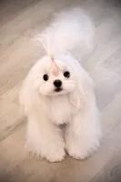 Gorgeous Girl, a female Maltese for sale in Covington, KY – 1 of 3