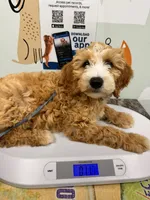 Opie, a male Miniature Goldendoodle for sale in Nashville, TN – 3 of 5