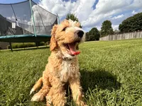 Opie, a male Miniature Goldendoodle for sale in Nashville, TN – 5 of 5