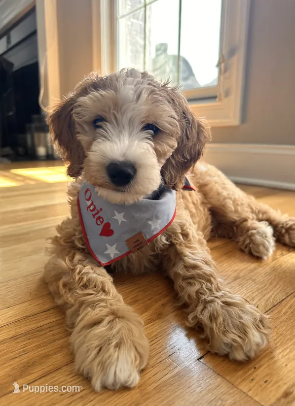 Opie – Miniature Goldendoodle puppy for sale in Nashville, TN