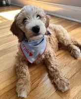 Opie, a male Miniature Goldendoodle for sale in Nashville, TN – 2 of 5