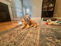 Opie, a male Miniature Goldendoodle for sale in Nashville, TN – 4 of 5