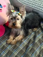 Maya, a female Yorkshire Terrier for sale in Pompano Beach, FL – 6 of 10