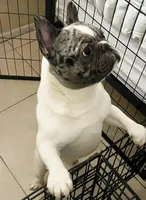 Tyson, a male French Bulldog for sale in Pompano Beach, FL – 6 of 7