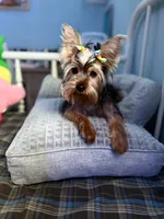 Maya, a female Yorkshire Terrier for sale in Pompano Beach, FL – 10 of 10