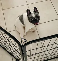 Tyson, a male French Bulldog for sale in Pompano Beach, FL – 5 of 7