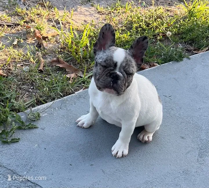 Tyson – French Bulldog puppy for sale in Pompano Beach, FL