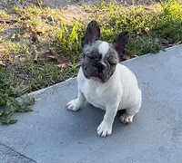 Tyson, a male French Bulldog for sale in Pompano Beach, FL – 1 of 7