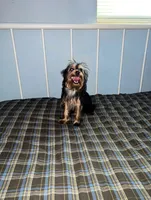 Diesel, a male Yorkshire Terrier for sale in Pompano Beach, FL – 3 of 9