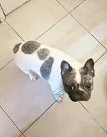 Tyson, a male French Bulldog for sale in Pompano Beach, FL – 2 of 7
