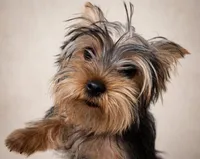 Maya, a female Yorkshire Terrier for sale in Pompano Beach, FL – 5 of 10