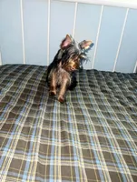 Diesel, a male Yorkshire Terrier for sale in Pompano Beach, FL – 5 of 9