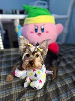 Maya, a female Yorkshire Terrier for sale in Pompano Beach, FL – 8 of 10