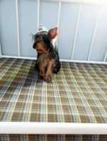 Diesel, a male Yorkshire Terrier for sale in Pompano Beach, FL – 6 of 9