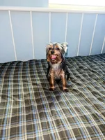 Diesel, a male Yorkshire Terrier for sale in Pompano Beach, FL – 4 of 9