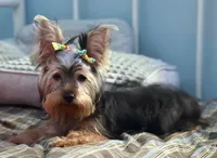 Maya, a female Yorkshire Terrier for sale in Pompano Beach, FL – 9 of 10