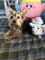 Maya, a female Yorkshire Terrier for sale in Pompano Beach, FL – 7 of 10
