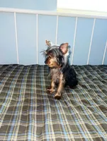 Diesel, a male Yorkshire Terrier for sale in Pompano Beach, FL – 8 of 9