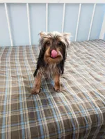Diesel, a male Yorkshire Terrier for sale in Pompano Beach, FL – 2 of 9