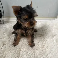 Maya, a female Yorkshire Terrier for sale in Pompano Beach, FL – 2 of 10