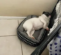 Tyson, a male French Bulldog for sale in Pompano Beach, FL – 7 of 7