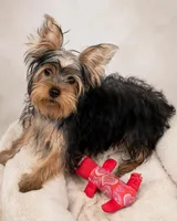 Maya, a female Yorkshire Terrier for sale in Pompano Beach, FL – 4 of 10