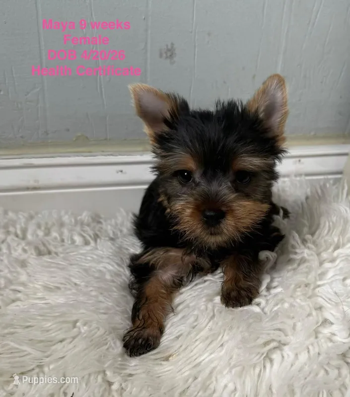Maya – Yorkshire Terrier puppy for sale in Pompano Beach, FL