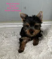 Maya, a female Yorkshire Terrier for sale in Pompano Beach, FL – 1 of 10