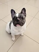 Tyson, a male French Bulldog for sale in Pompano Beach, FL – 3 of 7