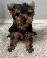 Maya, a female Yorkshire Terrier for sale in Pompano Beach, FL – 3 of 10