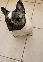 Tyson, a male French Bulldog for sale in Pompano Beach, FL – 4 of 7