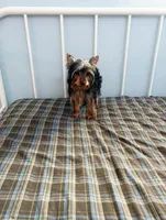 Diesel, a male Yorkshire Terrier for sale in Pompano Beach, FL – 9 of 9