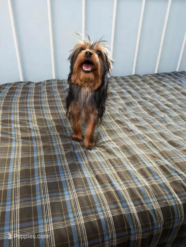 Diesel – Yorkshire Terrier puppy for sale in Pompano Beach, FL