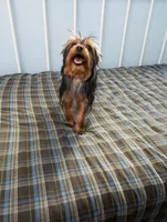 Diesel, a male Yorkshire Terrier for sale in Pompano Beach, FL – 1 of 9