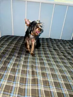 Diesel, a male Yorkshire Terrier for sale in Pompano Beach, FL – 7 of 9