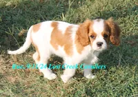 Rue, a female Cavalier King Charles Spaniel for sale in Quapaw, OK – Photo 2 of 9
