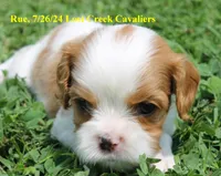 Rue, a female Cavalier King Charles Spaniel for sale in Quapaw, OK – Photo 8 of 9